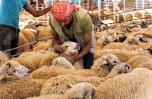 آداب ومظاهر عيد الأضحى