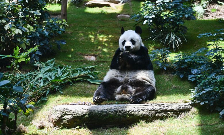 نفوق عميد حيوانات الباندا الموجودة بالأسر آن آن في حديقة بهونغ كونغ