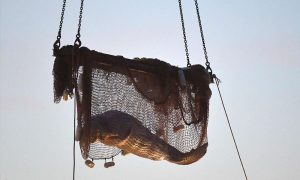 السلطات الفرنسية: نفوق الحوت الأبيض بعد انتشاله من نهر السين