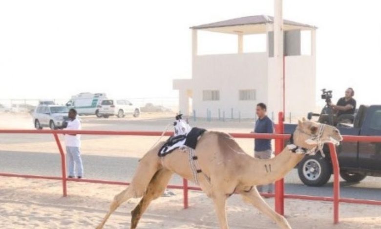 انطلاق منافسات الموسم الرياضي المحلي للنادي الكويتي لسباقات الهجن