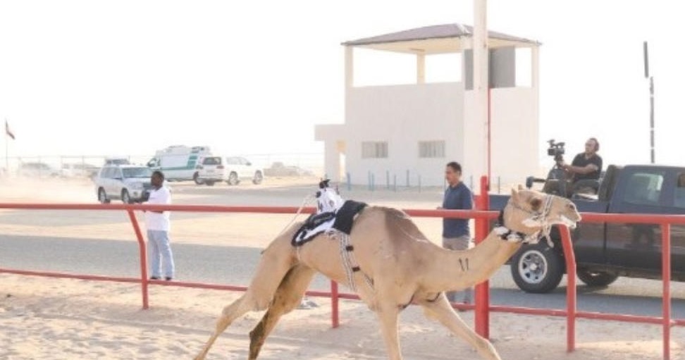 انطلاق منافسات الموسم الرياضي المحلي للنادي الكويتي لسباقات الهجن