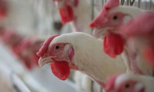 أمريكا تبدأ اختبار لقاحات لأنفلونزا الطيور بعد تفش قياسي