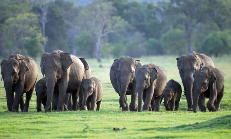 سريلانكا تحظر كل منتجات البلاستيك الأحادية الاستخدام لحماية الفيلة