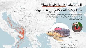 السلحفاة “كاريتا كاريتا توبا” تقطع 25 ألف كلم في 4 سنوات