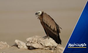 عدسة البيئة: الكويت من أهم الدول التي تمر بها الطيور المهاجرة خصوصا العقبان والنسور