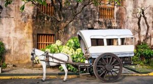 الفلبين ما زالت تستخدم الخيول في وسائل النقل