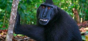 50 حقيقة مذهلة عن القرود ستتركك مندهشًا تمامًا!