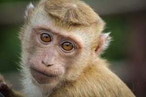 معلومات غريبة و مذهلة حول حياة القرود
