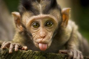 حقائق و طرائف عن القرود