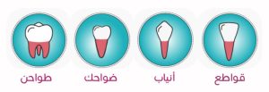 انواع الاسنان لدى البالغين