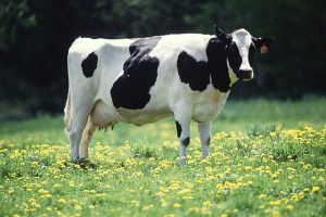 معلومات عن الأبقار لاتعرفها