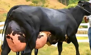 معلومات مذهلة عن الأبقار لاتعرفها 