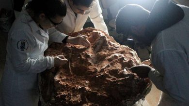 فيضانات البرازيل تكشف عن متحجرة ديناصور عمرها 200 مليون سنة