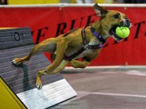 "زيجي" نجم رياضة Flyball