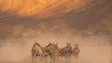 محمية الأمير محمد بن سلمان الملكية تُعيد الحمار البري إلى المملكة بعد غياب استمر لأكثر من 100 عام