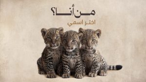 اليوم العالمي للنمر العربي 2025 (اختر اسم توائم النمر هنا)